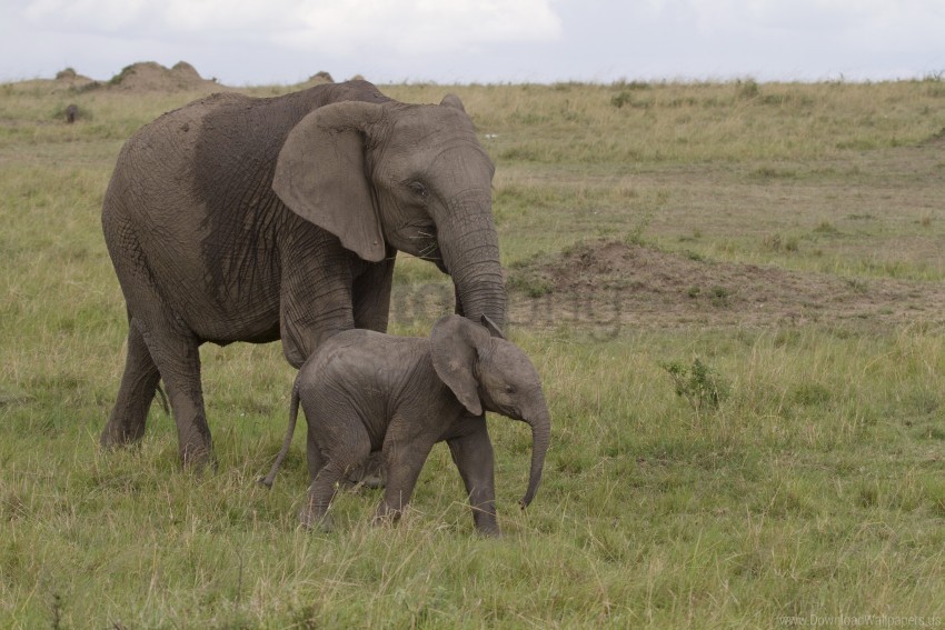 africa baby elephant elephant love nature wallpaper High-definition transparent PNG