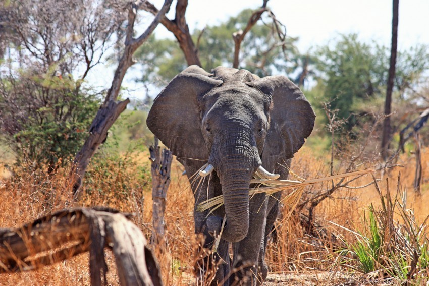 africa elephant safari trunk wallpaper PNG transparent photos massive collection