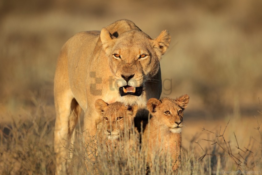 africa family female lion lion cubs predators wallpaper PNG photo without watermark