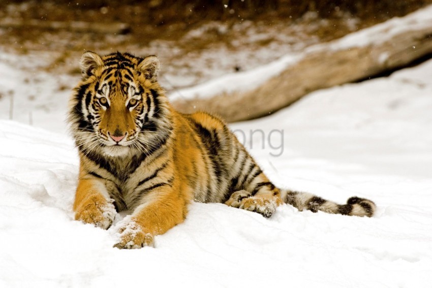 afternoon snowy tiger wallpaper Free PNG download no background