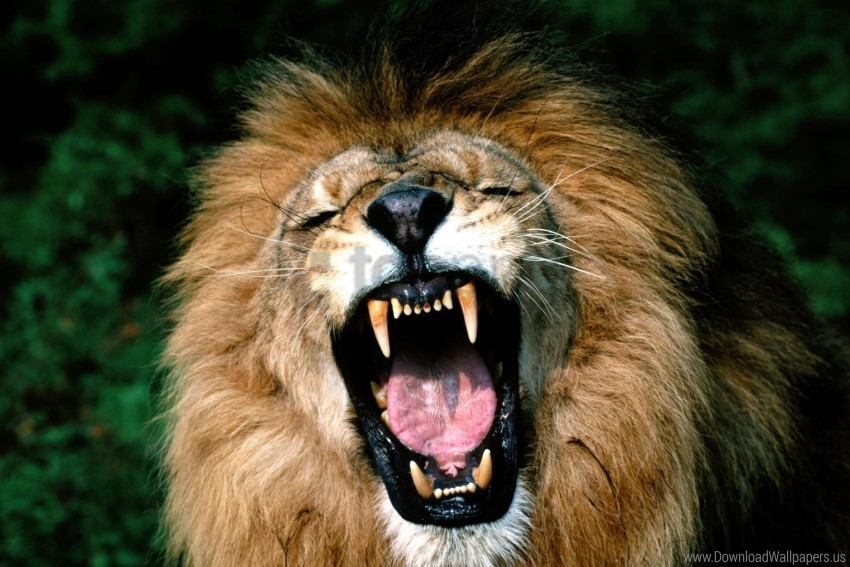 aggression anger face lion mane teeth wallpaper HighResolution PNG Isolated on Transparent Background