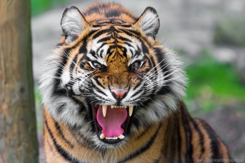 aggression anger predator teeth tiger wallpaper Transparent Background Isolated PNG Icon