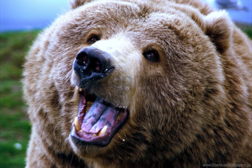 aggression bear face yawn wallpaper Free download PNG with alpha channel extensive images