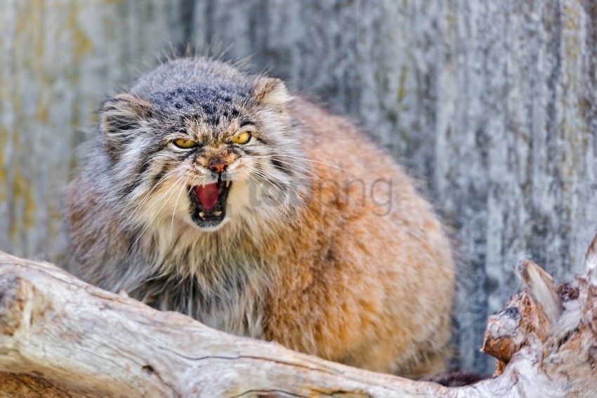 aggression branch manul sit teeth wallpaper Isolated Element in HighResolution Transparent PNG