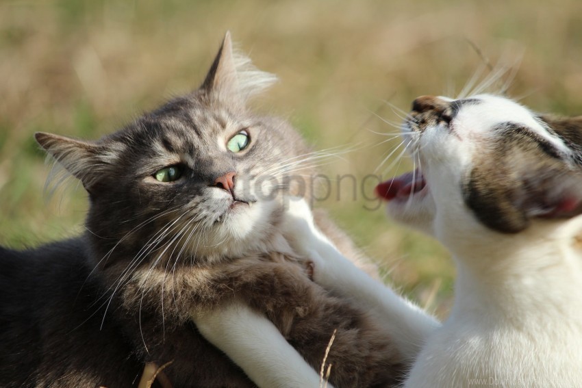 aggression cat cats fight wallpaper PNG transparent graphics for projects