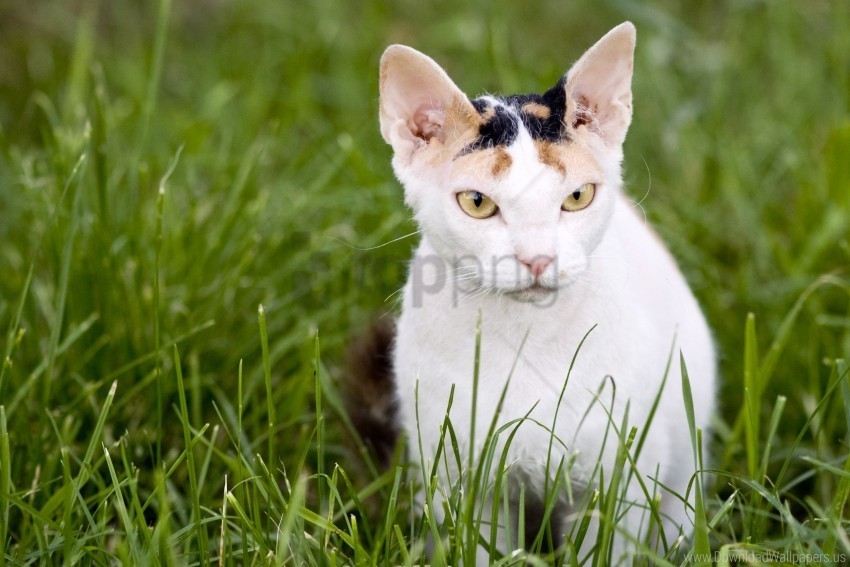 aggression cat grass muzzle wallpaper PNG images for merchandise
