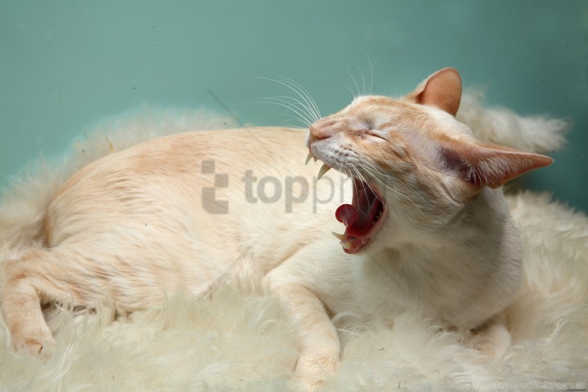 aggression cat rug wool wallpaper PNG images with transparent space