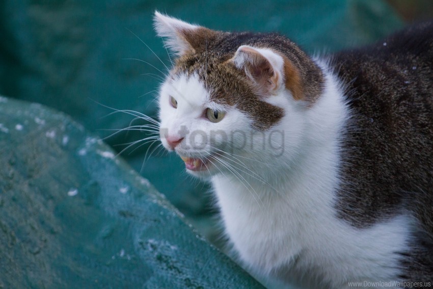 aggression cat spotted wallpaper PNG with transparent bg