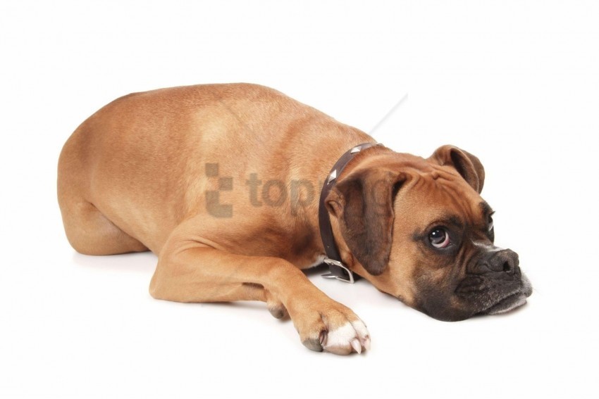 aggression dog face lying wallpaper Transparent PNG images for printing