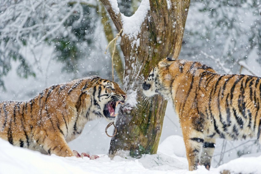 aggression fight snow steam tigers wallpaper Transparent Background Isolated PNG Illustration