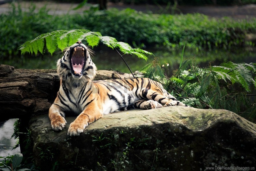 aggression leaves lie open mouth stone teeth tiger wallpaper HighResolution Transparent PNG Isolation