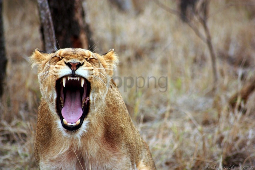 aggression lioness predator teeth wallpaper HighResolution PNG Isolated on Transparent Background