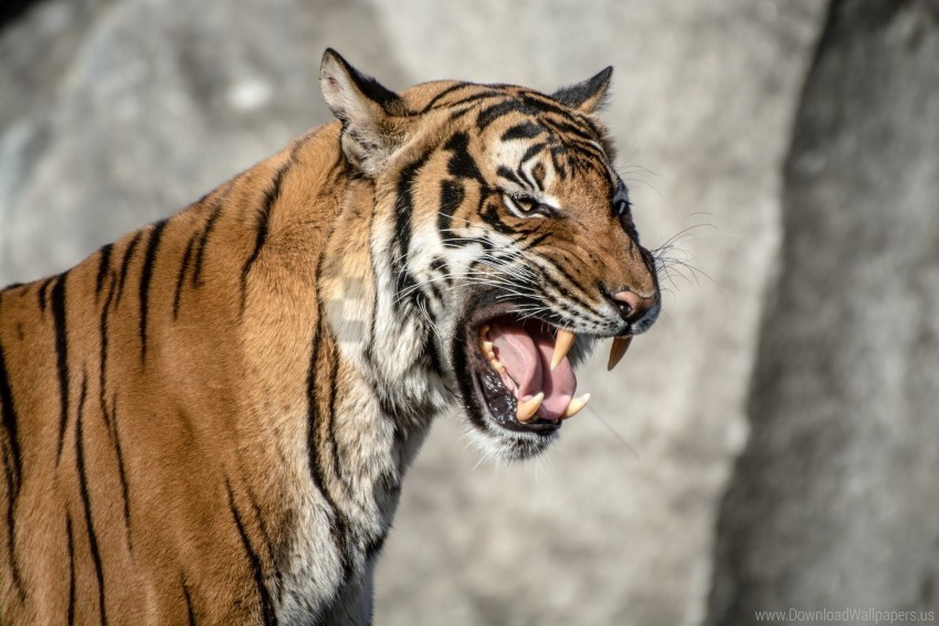 aggression muzzle teeth tiger wallpaper PNG transparent pictures for projects