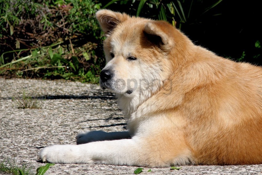 akita inu dog lie down tired wallpaper Transparent Background PNG Isolated Illustration