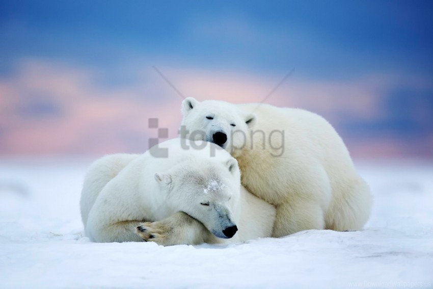 alaska arctic couple polar bears sleep wallpaper Isolated Element on HighQuality Transparent PNG