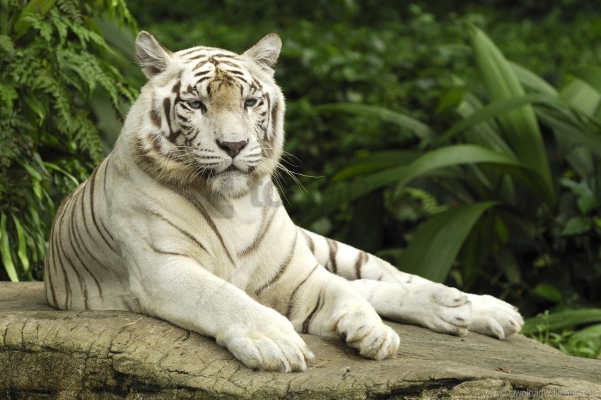 albino big cat lying predator tiger wallpaper Isolated Subject on HighQuality PNG