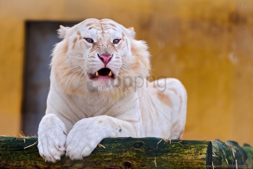 Albino Grin Predator Tiger Wallpaper PNG Graphic Isolated On Clear Background Detail