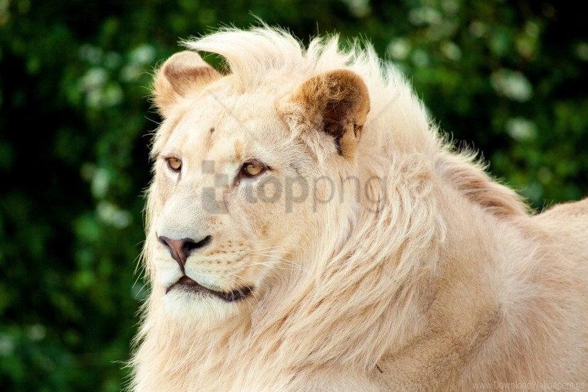 albino lion muzzle predator wallpaper PNG transparent photos for design