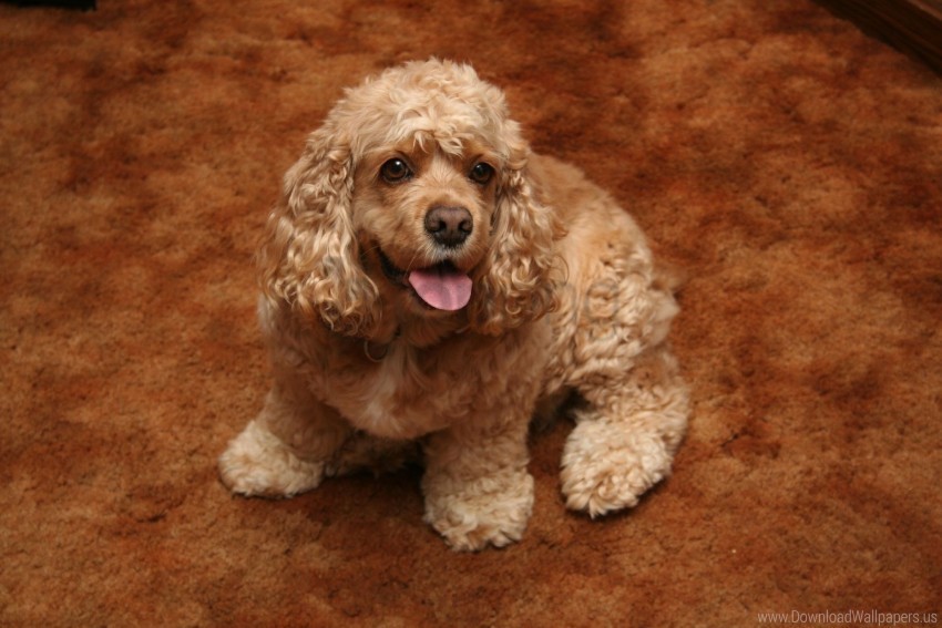 american cocker spaniel color curly dog wallpaper PNG files with alpha channel