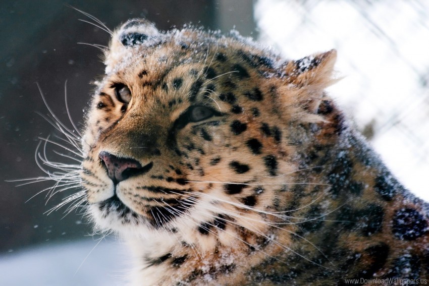 amur leopard leopard muzzle snow wild cat wallpaper Free PNG images with transparent layers diverse compilation