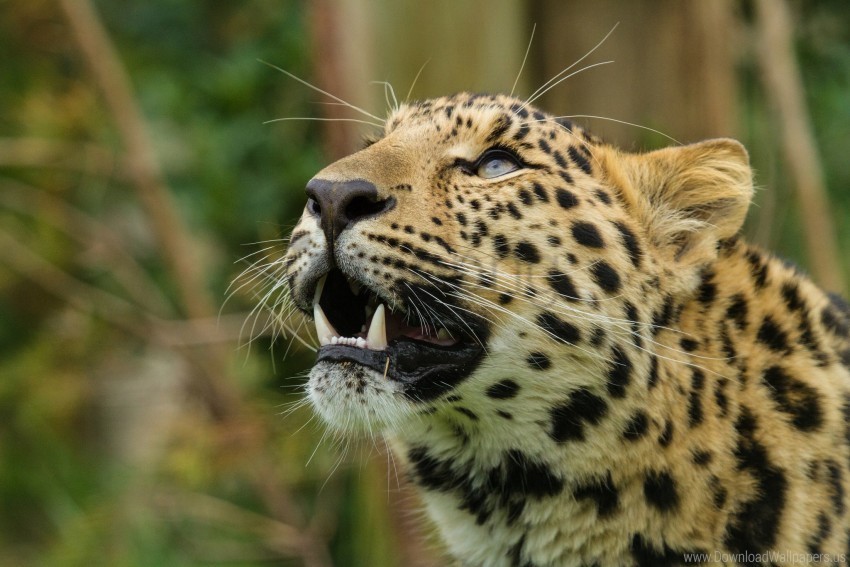 amur leopard leopard predator snout teeth wallpaper Isolated Graphic on HighQuality PNG