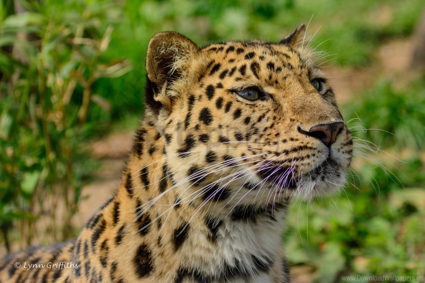 amur leopard muzzle predator wild cat wallpaper Isolated Character on HighResolution PNG