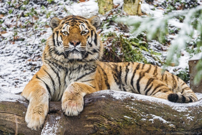 amur tiger big cat predator wallpaper Clear Background PNG Isolated Item