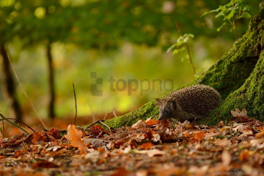 animal autumn hedgehog leaves moss trees wallpaper HighQuality Transparent PNG Isolated Graphic Element