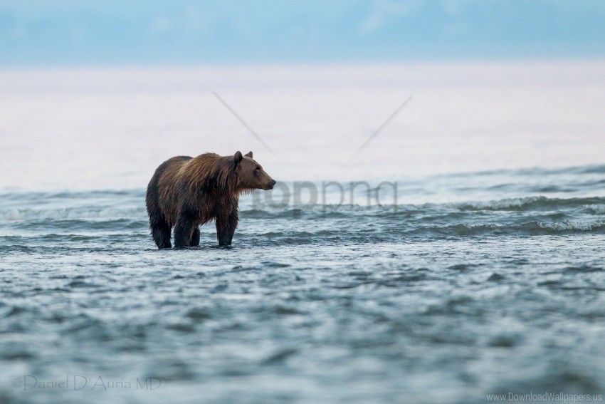 animal bear sea walk wallpaper PNG images with high-quality resolution