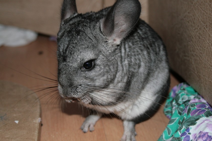 animal beautiful chinchilla legs wallpaper PNG Image with Transparent Background Isolation