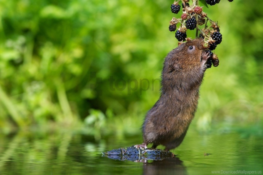 animal berry blackberry water water rat water vole wallpaper Isolated Artwork on Transparent Background