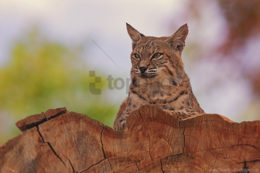 animal big cat lynx predator wallpaper PNG with Isolated Object
