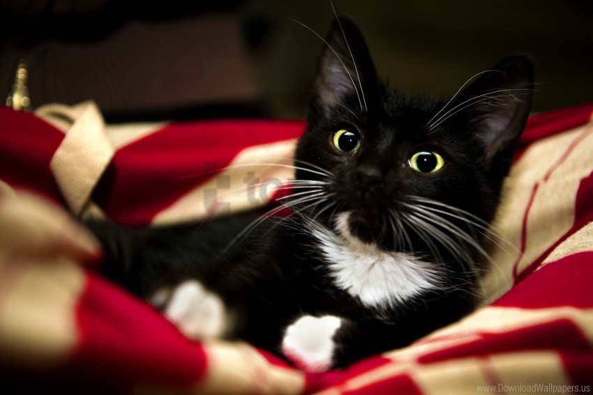 animal black blanket cat kitten paw pet red sweet white wallpaper PNG for presentations