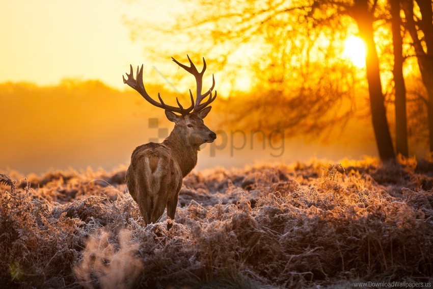 animal deer antlers forest nature sunset trees wallpaper Transparent PNG Object Isolation