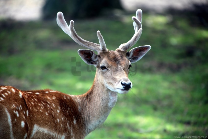 animal deer face horn kapytnoe wallpaper Transparent PNG images free download