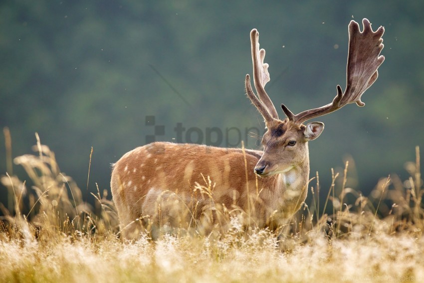 animal deer grass spotted wallpaper Free PNG images with transparent background