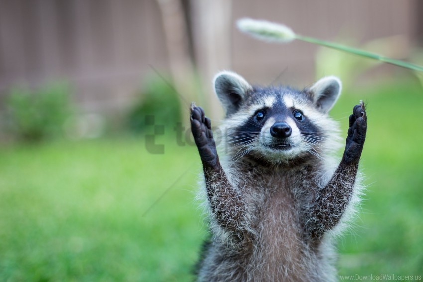 animal funny paws raccoon wallpaper Isolated PNG Image with Transparent Background