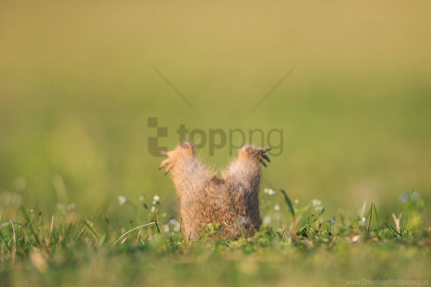 animal gopher grass legs wallpaper Isolated Design Element in HighQuality PNG