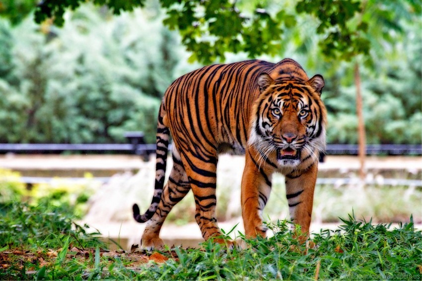 animal grass predator tiger wallpaper PNG transparent images for websites