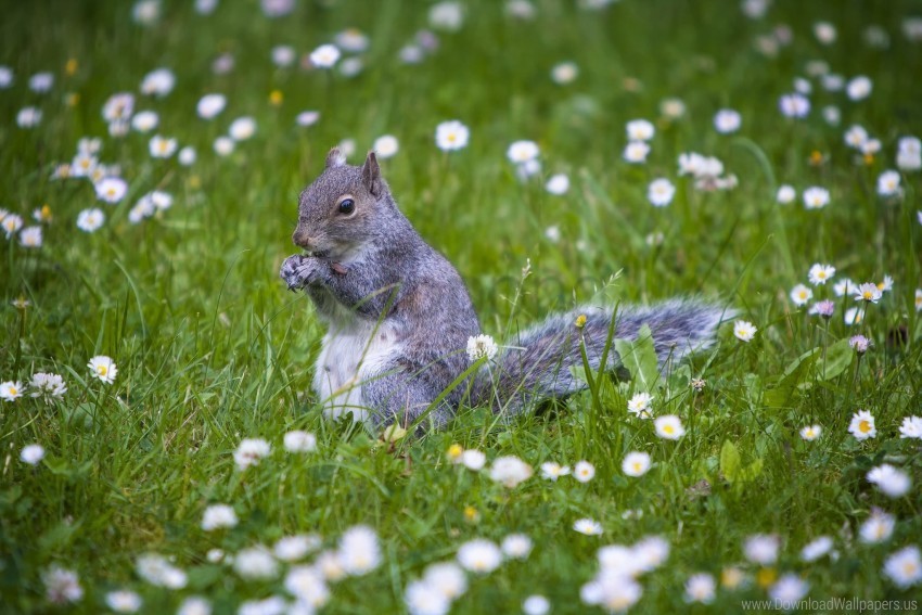 animal grass squirrel walking wallpaper Clear Background PNG Isolated Illustration