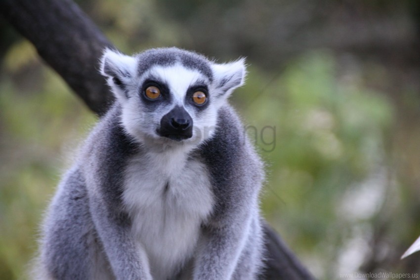 animal lemur look wallpaper Isolated Graphic with Clear Background PNG