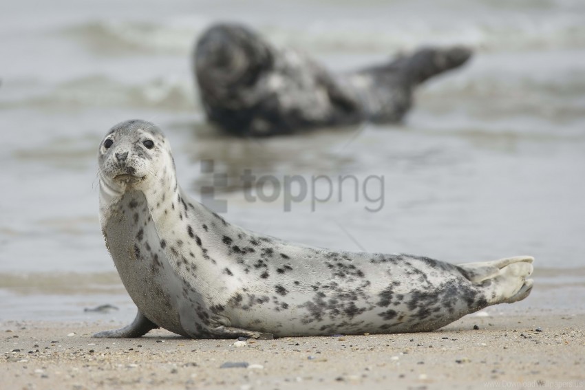 animal mammal motion blur seal wallpaper Isolated Graphic on Clear Background PNG