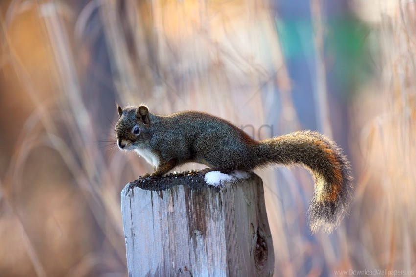 animal post sit squirrel wallpaper HighQuality Transparent PNG Element