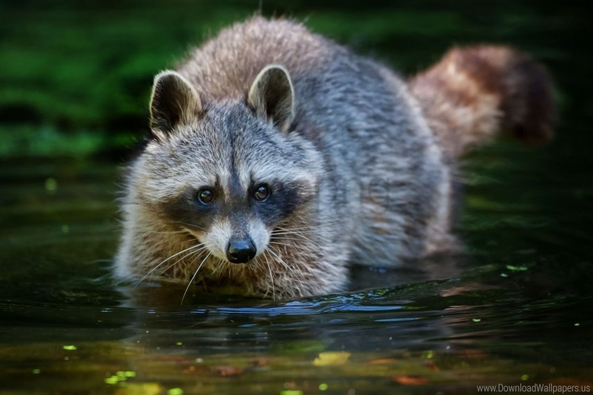 animal raccoon walk water wallpaper Isolated Subject in HighQuality Transparent PNG