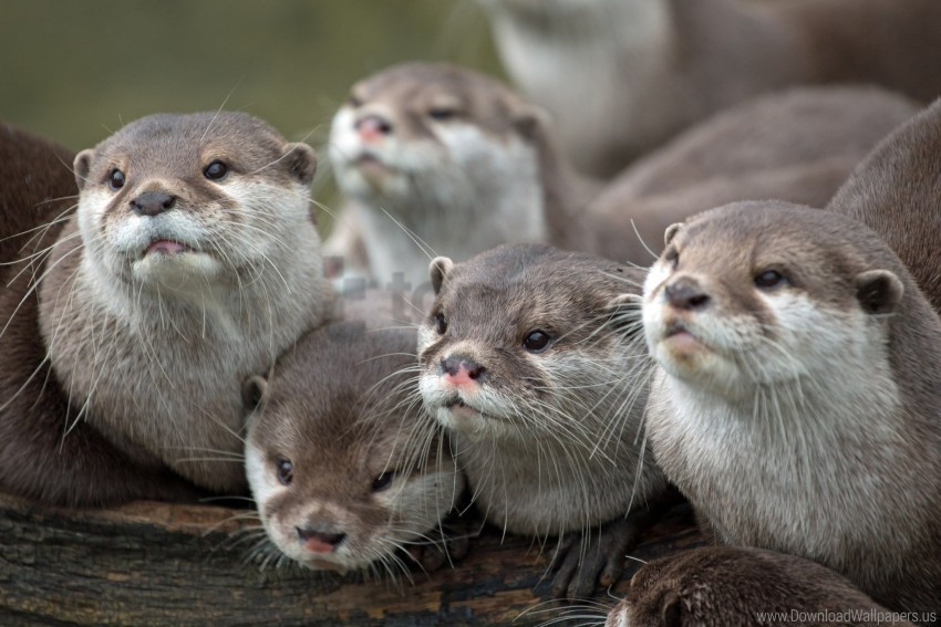 animals family otters view wallpaper Clean Background Isolated PNG Design