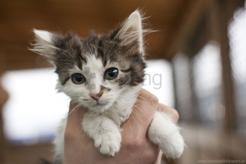 anticipation face hand kitten look surprise wallpaper Transparent PNG Isolated Element