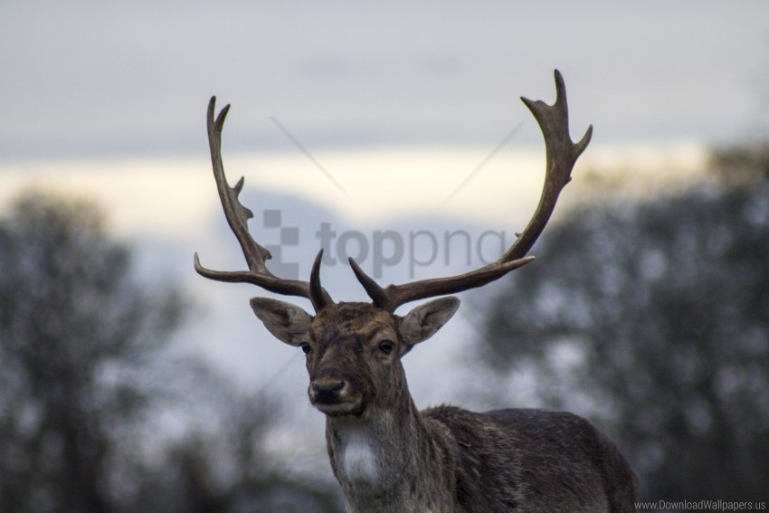 antlers blur deer wallpaper PNG Image Isolated with HighQuality Clarity