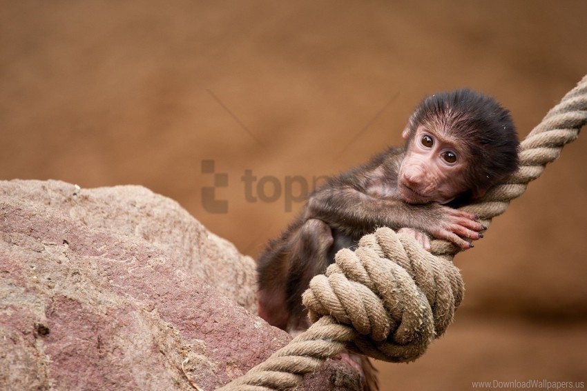 ape monkey rope wallpaper PNG images with transparent canvas assortment