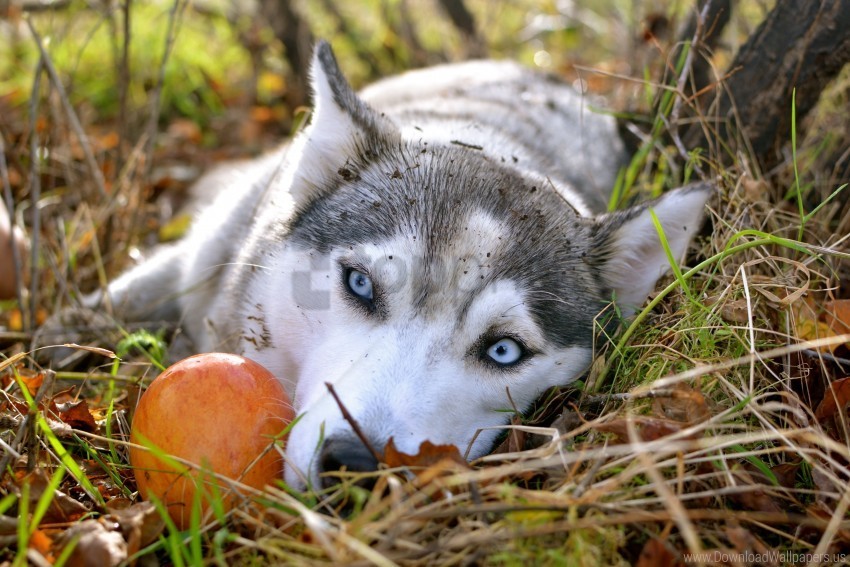 Apple Autumn Blue Eyes Sad Eyes Siberian Husky Wallpaper Transparent Pics