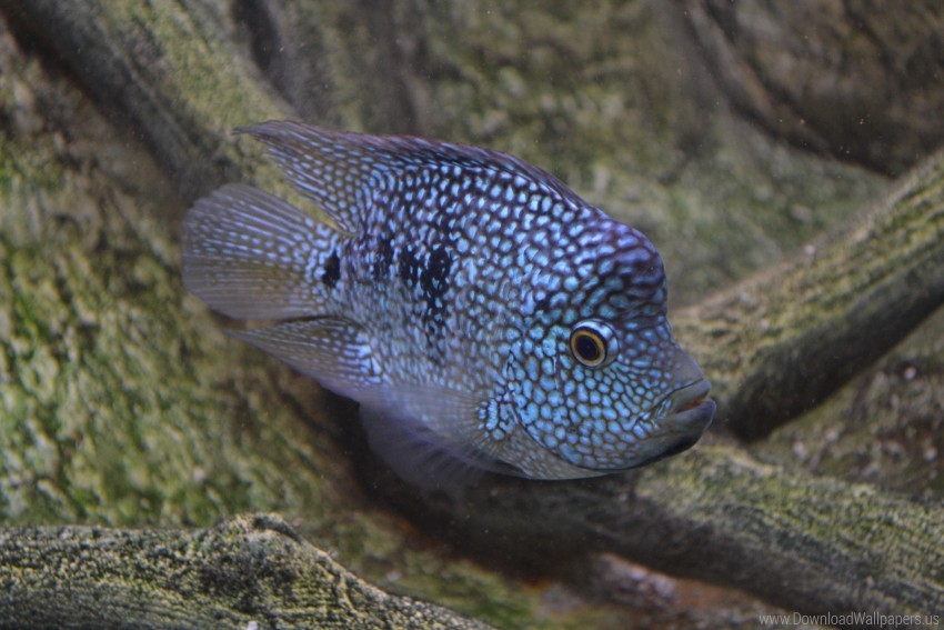 aquarium dark blue fishes look scales wallpaper Clear PNG file